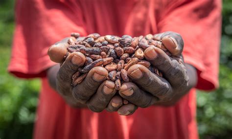 Cocoa Commercialisation in Ghana: History and Social Values – Future ...