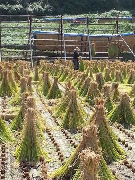 Traditional Rice Harvesting in Japan - WAttention.com