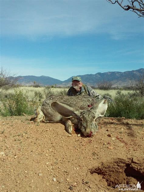 Hunting Giant Jack Rabbit Arizona USA | AfricaHunting.com