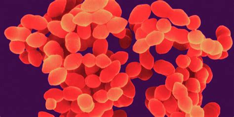 Micrococcus luteus antibiotic treatment