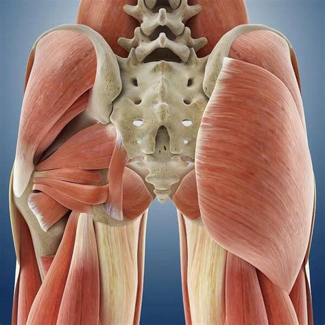 Buttock Muscles Poster by Springer Medizin