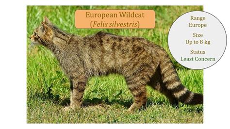 Small Wild Cats ~ Felis Genus ~ Felinae ~ Felis Lineage