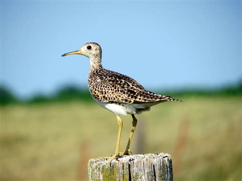 Upland Sandpiper | Audubon Field Guide