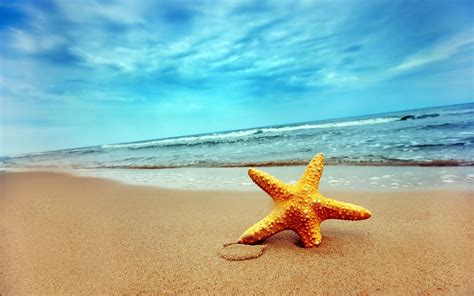 Brown starfish, starfish, nature, beach HD wallpaper | Wallpaper Flare