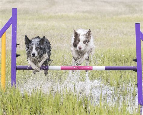 2 Border Collies Agility | Animal smile, Dog agility, Real dog