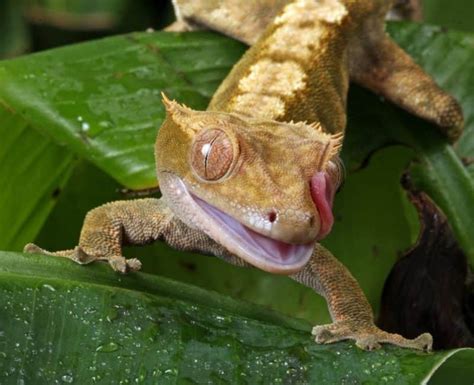 Crested Gecko Care Sheet: A Complete Guide for Beginners