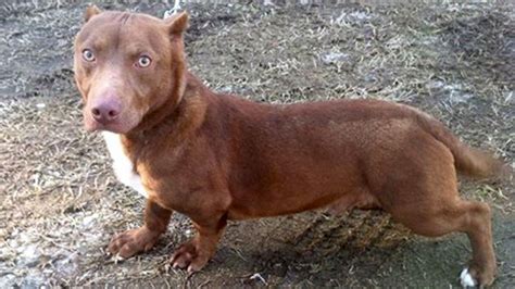 Weiner Dog Pitbull Mix - MIXECRA