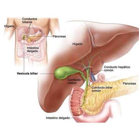 ¿Para qué sirve la vesícula en el cuerpo humano? - Gastropatios