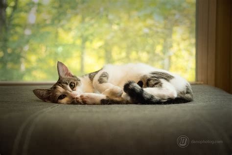 Pet Portrait Photography capturing our furr babies with love