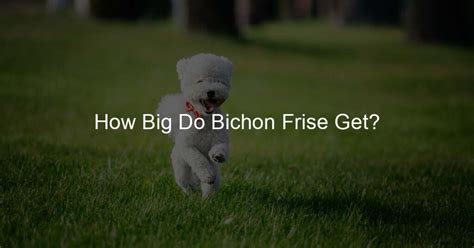 How Big Do Bichon Frise Get?