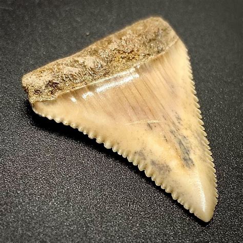 Gorgeous 1.66" Fossil GREAT WHITE Shark Tooth - Antofagasta, Chile ...