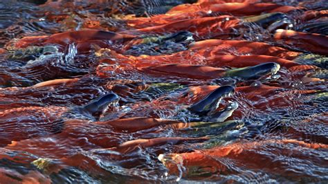 Kokanee salmon: Fish Lake’s natural treasure bolsters Utah’s egg harvest | Gephardt Daily