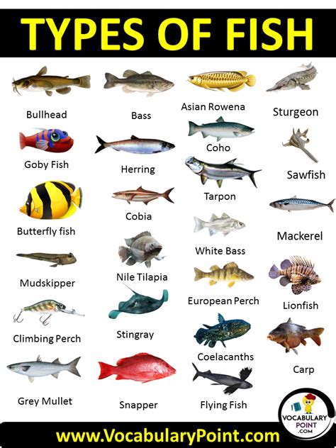 100 Types of Fish (List of Fish Names with Pictures) - Vocabulary Point