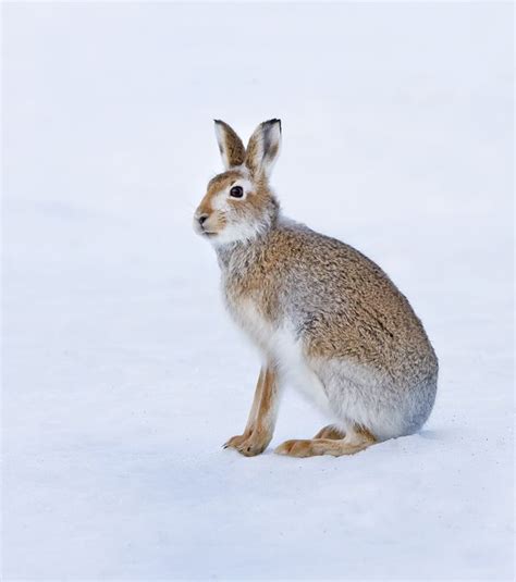 Scottish animals, Scottish mountains, Wildlife photography