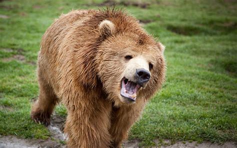 Bear Growling Stock Photos, Pictures & Royalty-Free Images - iStock