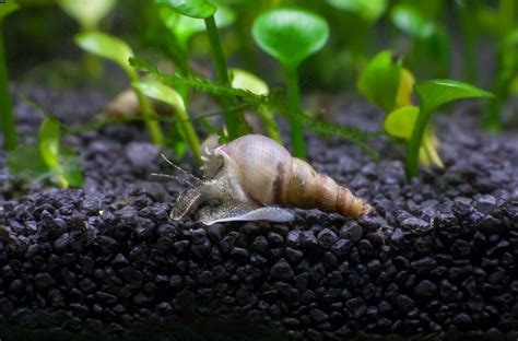 Malaysian Trumpet Snail 101: Detailed Info & Care Tips