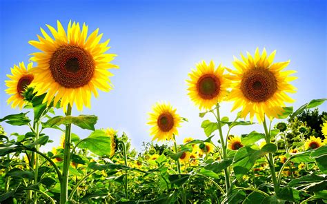 🔥 [74+] Sunflower Desktop Wallpapers Free | WallpaperSafari