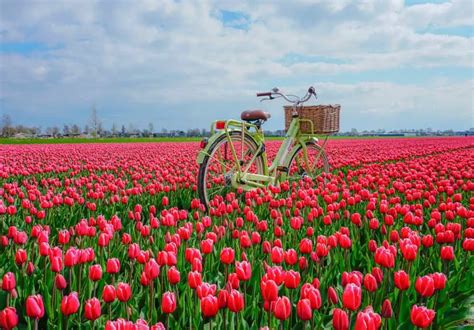 Amsterdam Flower Fields Tour | Best Flower Site