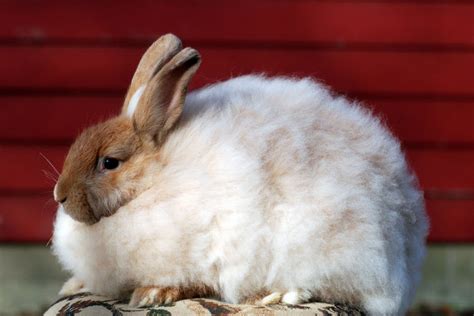 French Angora Rabbit Breed - Adopt a Rabbit