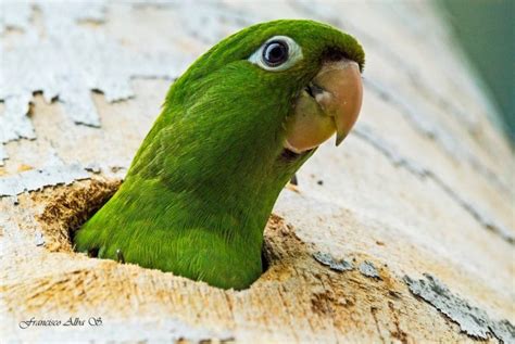 Hispaniolan Parakeet – birdfinding.info