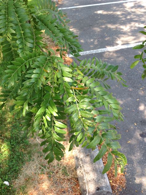 Thornless Honeylocust | Trees of Reed