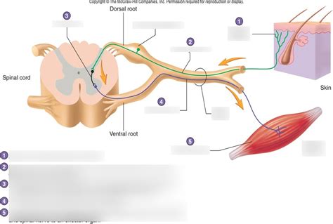 reflex arc Diagram | Quizlet