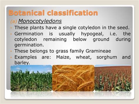 Classification of field crops | PPT