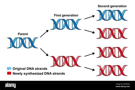 Conservative replication of DNA, illustration Stock Photo - Alamy