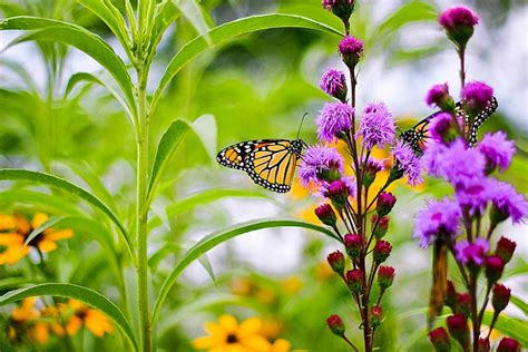 Great Pollinator Plants for Virginia