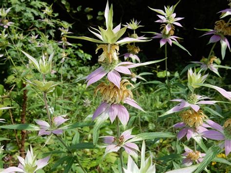 Monarda punctata (Bee Balm, Dotted Beebalm, Horsemint, Spotted Beebalm, Spotted Horsemint ...