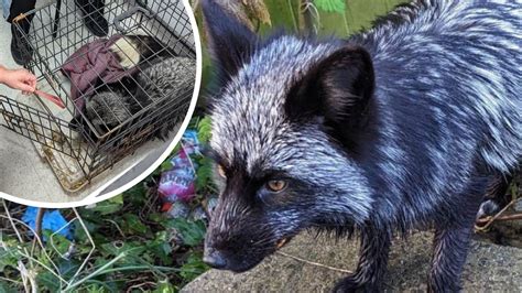 Rare black fox captured as experts warn second fox could still be on ...