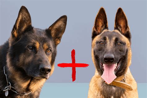 German Shepherd Belgian Malinois Mix: Full Breed Guide – The German ...