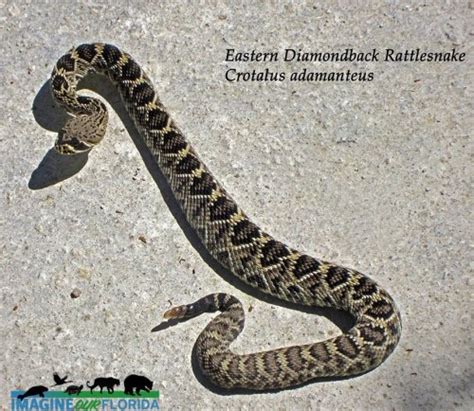 Eastern Diamondback Rattlesnake | Imagine Our Florida, Inc