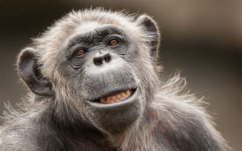 Download Close-up Primate Monkey Animal Chimpanzee HD Wallpaper