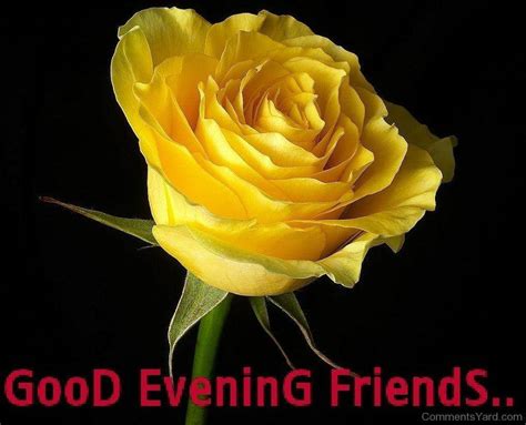 Download Good Evening Rose Wallpaper | Wallpapers.com