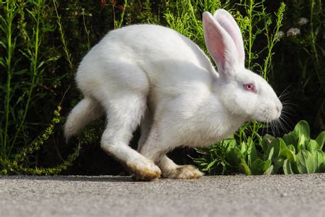 Florida White Rabbit | This cute bunny was in the parking lo… | Flickr