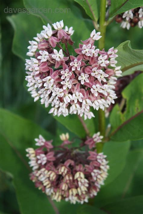 PlantFiles Pictures: Asclepias Species, Common Milkweed, Butterfly Flower, Silkweed, Virginian ...