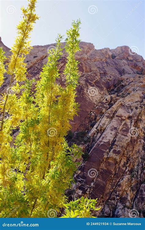 Spring Mountain National Recreation Area, Nevada, USA Stock Photo ...