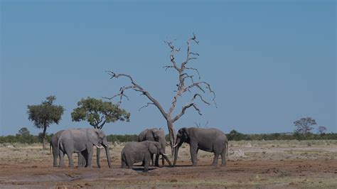 Elephants Herd Africa - Free photo on Pixabay - Pixabay