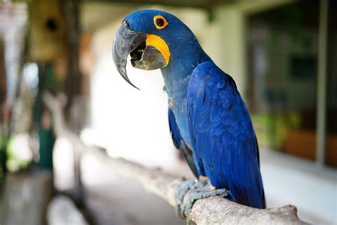 Is the Blue Macaw Extinct? Not Yet! - Earth.com - Earthpedia