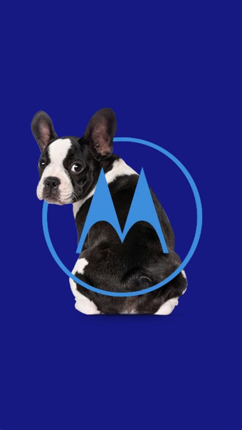 1920x1080px, 1080P free download | Motorola Blue Dog, bulldog, dogs, moto c, moto g, moto z, pug ...