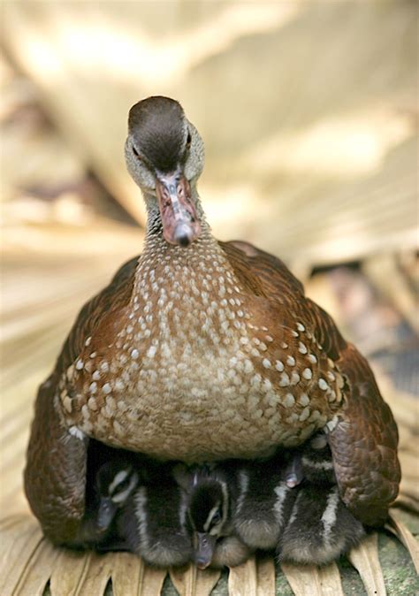 Mother Black Duck sheltering her ducklings under her wings. (Rob) | Pet birds, Animals beautiful ...