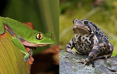 Frog vs Toad: Amphibious battle!