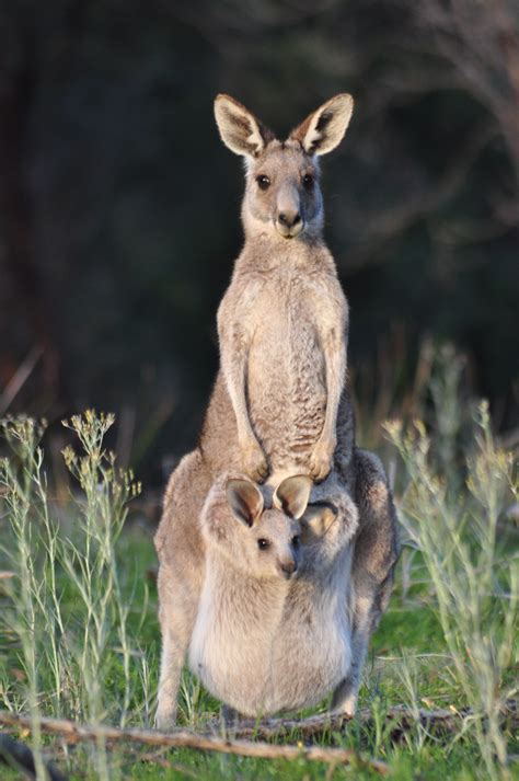 Baby Kangaroo Stolen From Mother's Pouch, And No One Knows Why