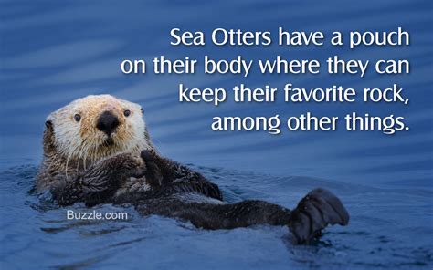 Facts About Sea Otters - Animal Sake