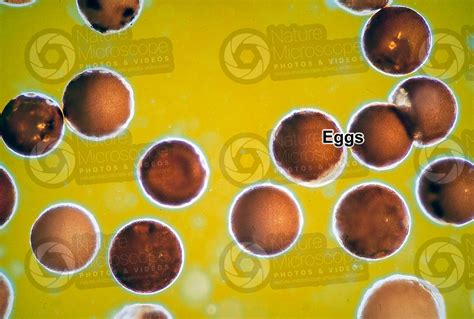 Artemia salina. Artemia salina. Eggs - Development of Artemia salina ...