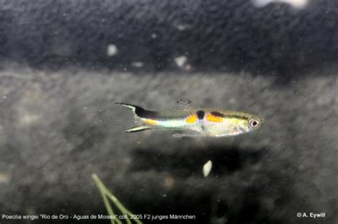 (breeding book) Poecilia wingei “Rio de Oro” coll. 2005 second offspring | Endler Guppy Project