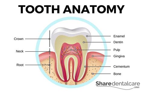 Root Canal Complications: What Can Go Wrong? | Share Dental Care