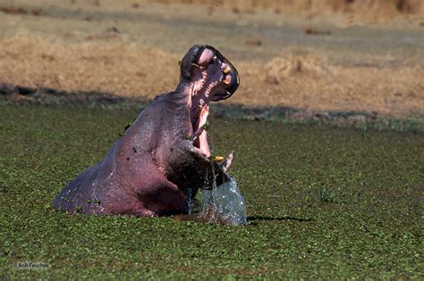 Angry Hippo | Botswana, Africa | Robert Faucher Photography