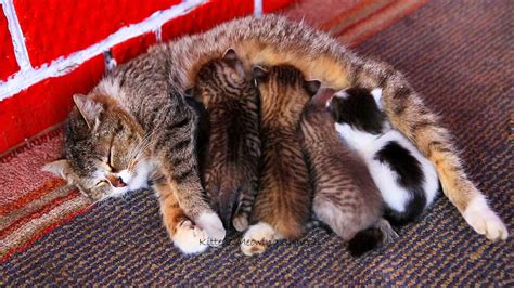 Mom cat feeding five cute meowing kittens - YouTube